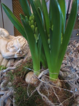 [Luna_Hyazinthe.JPG]