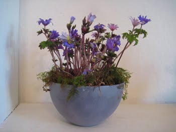 [Annemone_Umtopf.JPG]