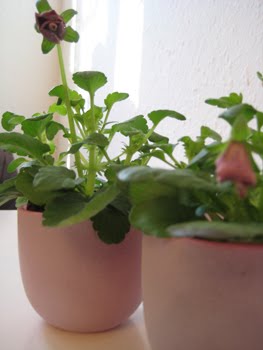 [Frühstück_Stiefmü.JPG]