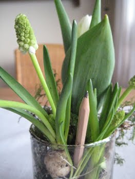 [Zwiebelzeichnung_Bleistift.JPG]