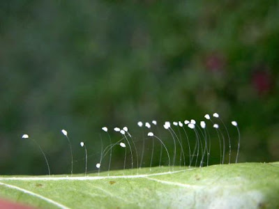 world rare flowers pictures