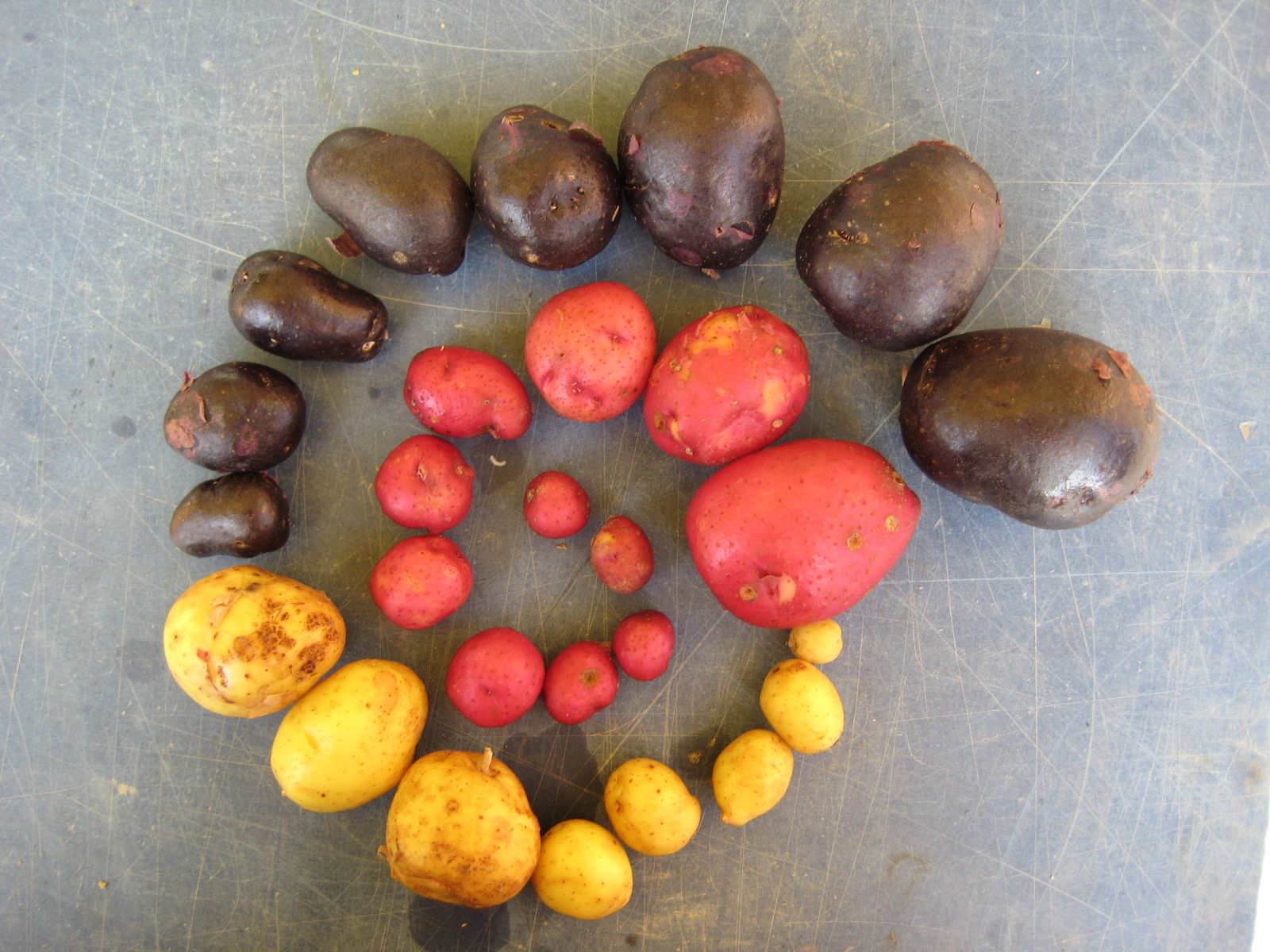 From Seed to Fruit POTATOES!