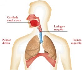 [sistema_respiratorio.jpg]