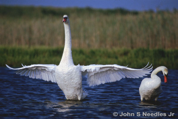 3_WILDLIFE_ Mating Swans