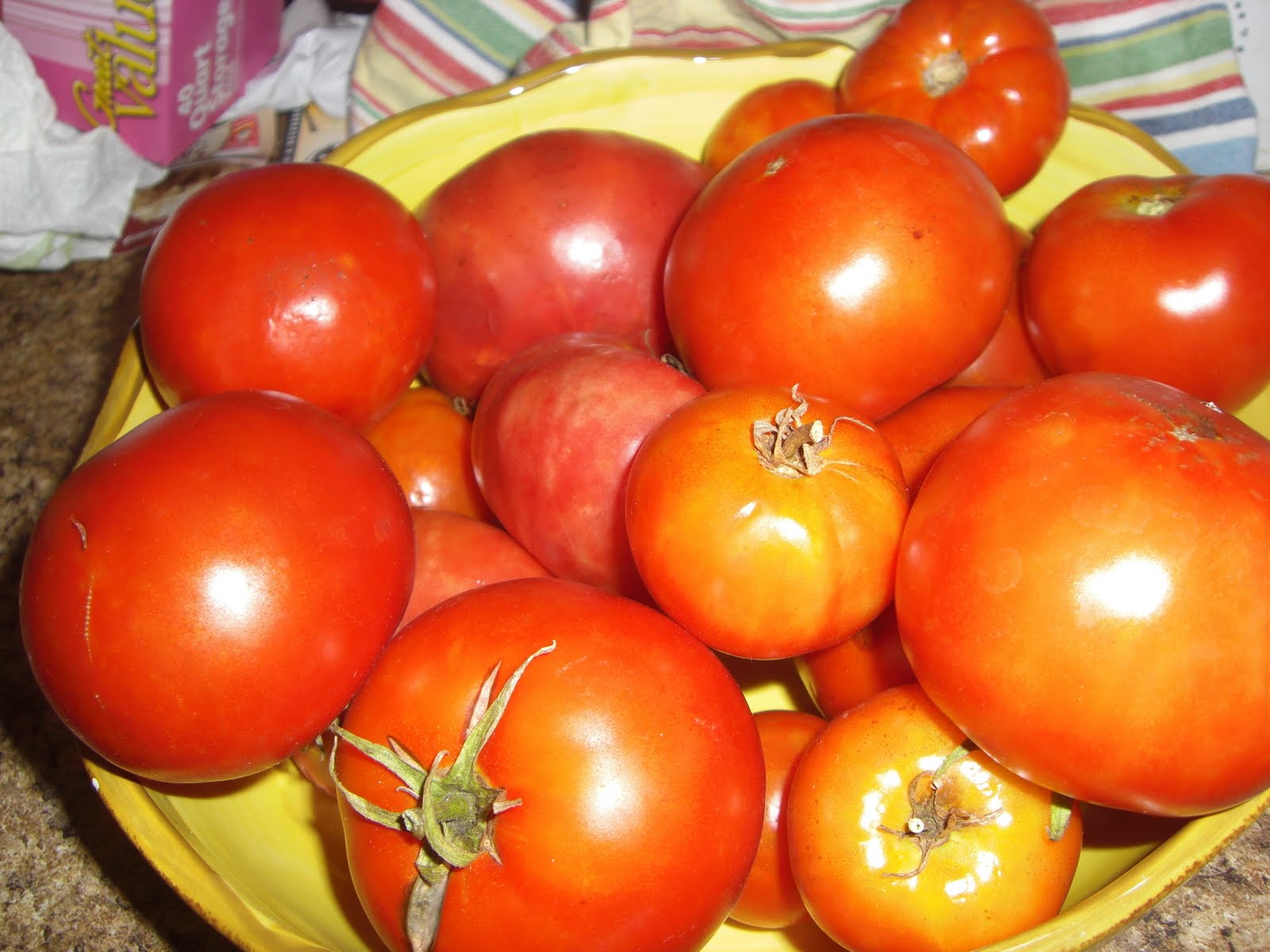Gardening In South Florida Tomatoes in January