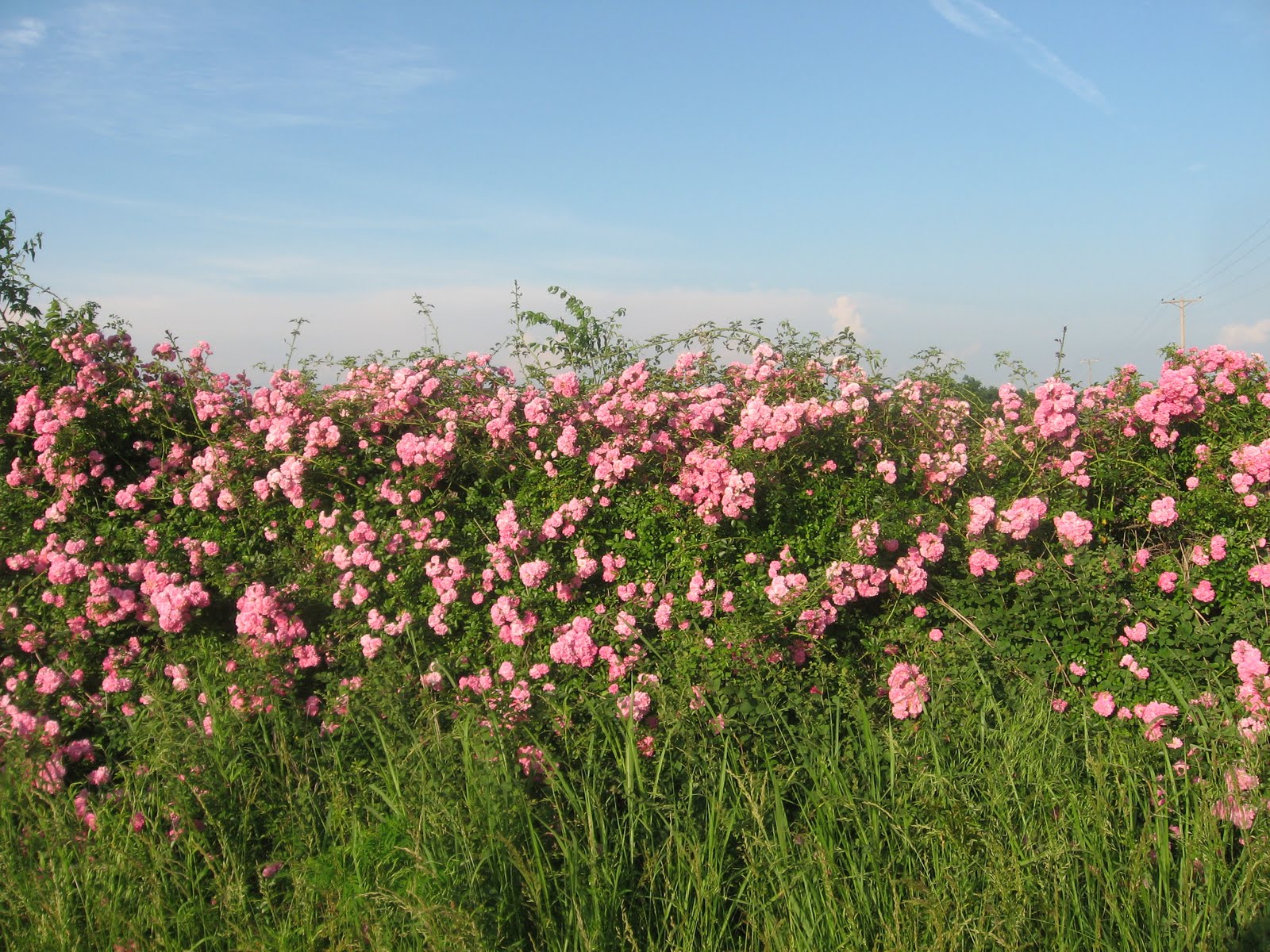 Prairie Places Wild Prairie Roses