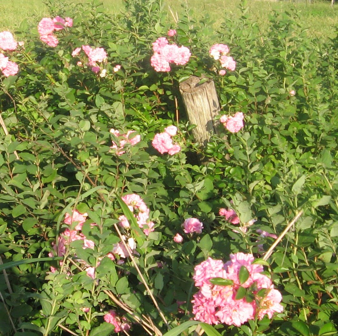 Prairie Places Wild Prairie Roses