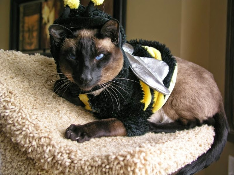 Mr. Andre the Bumble Bee