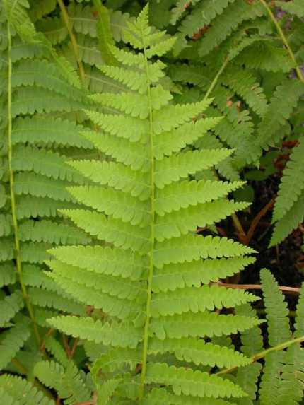 RAVIMTAIMED: MAARJA-SÕNAJALG