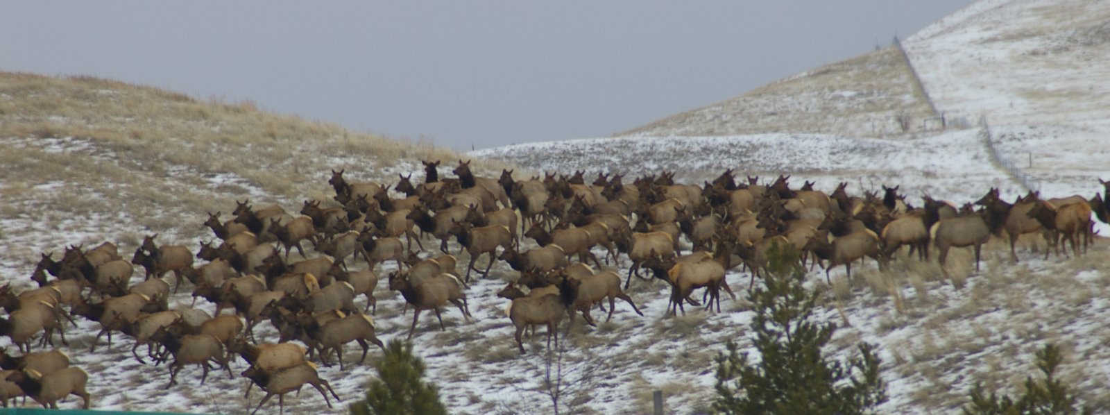 [running+elk.jpg]