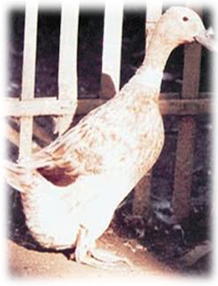 Berbagai Jenis Itik Lokal Di Indonesia