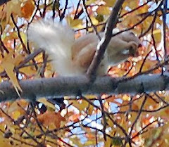 White squirrels on Lake Norman