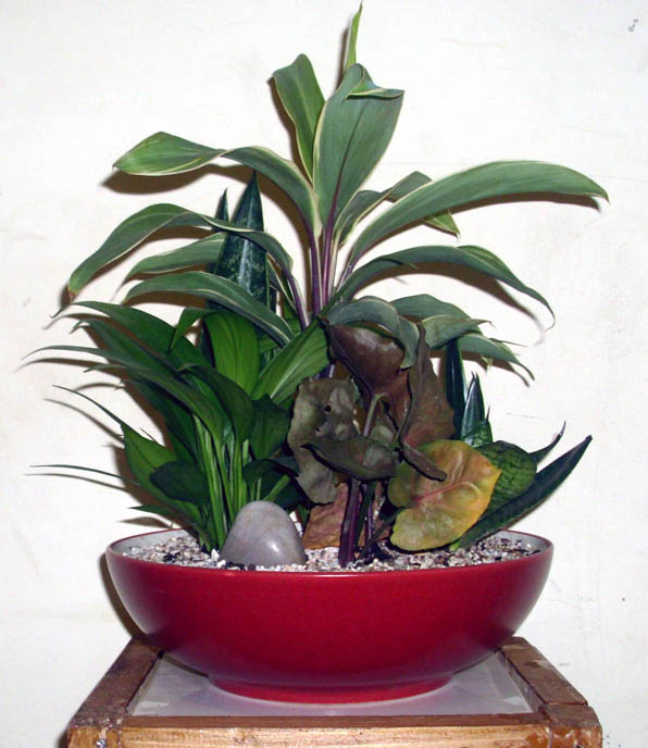 tanamanindoor Tanaman Indoor (MixPlant)
