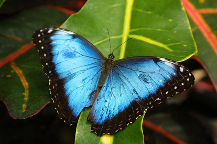 Butterfly stilshot