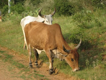 Long Horns