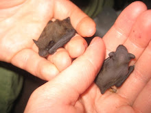 Fallen Baby Bat