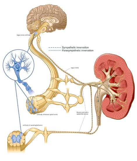 JazminLopezB: Anatomía de Riñón
