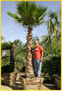 mexican fan palm washingtonia robusta palms farms gregory