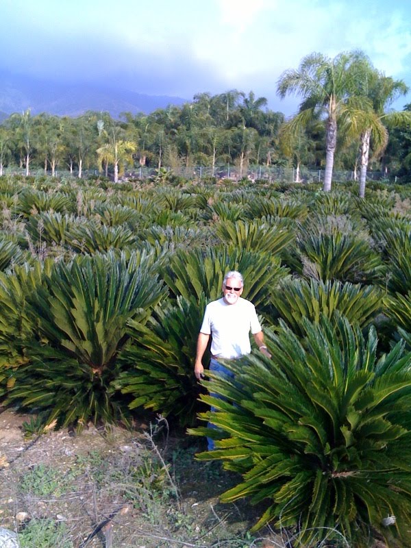 Gregory Palm Farms GREGORY PALM FARMS! California Premiere Palm Trees