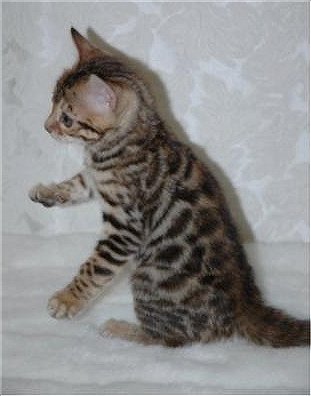 Bengal Cat Gold Rosetted