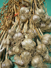 Chesnook Red Garlic