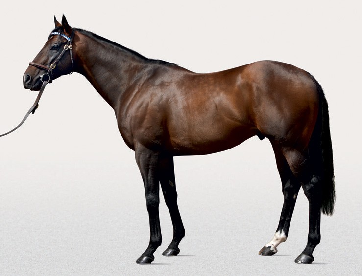 librettist stallion