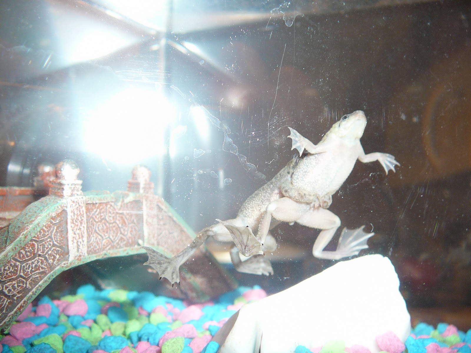 FrogLines: my African Dwarf Frogs: Mating