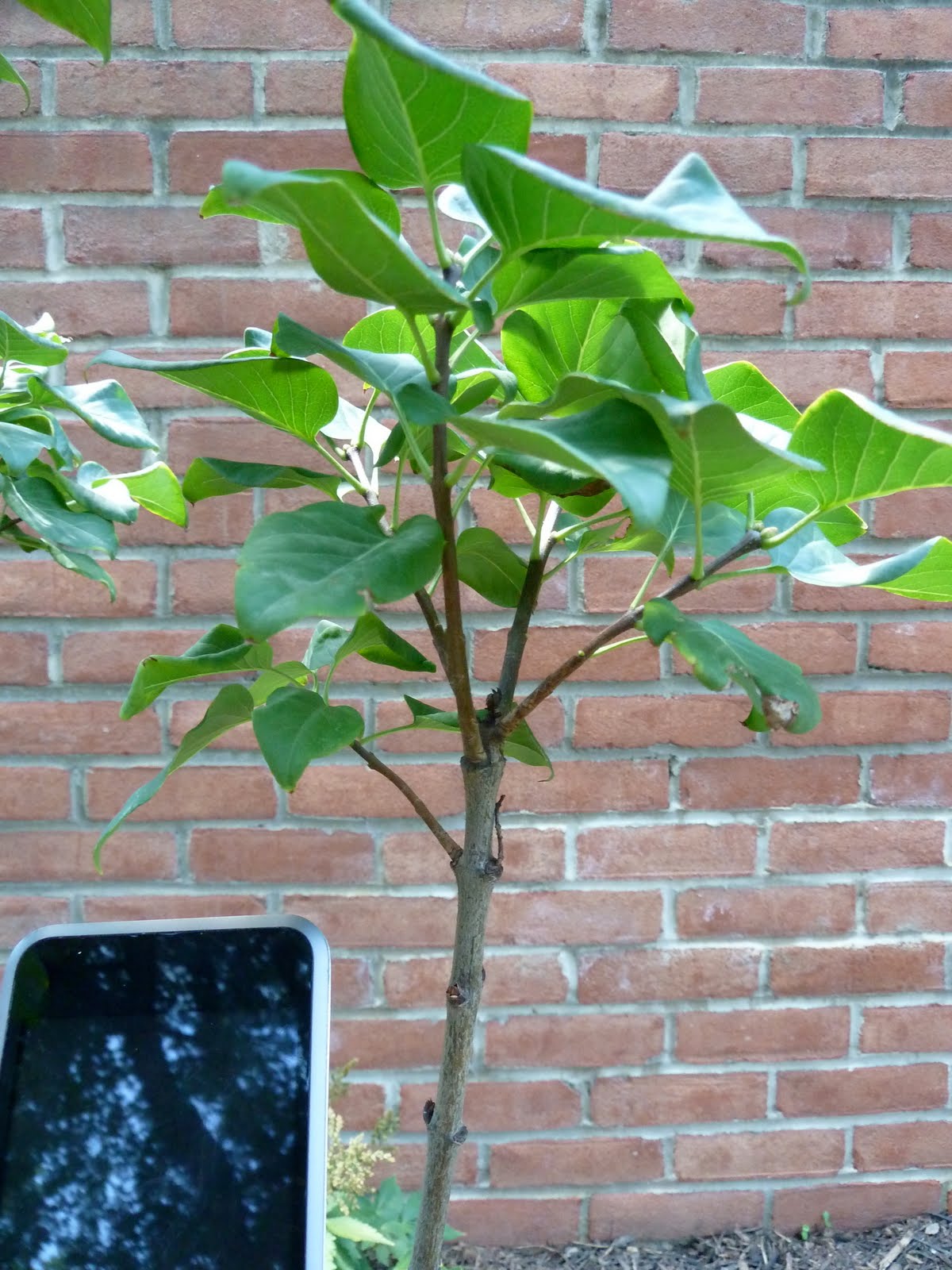 Biology Collection Stem (woody) a plant that uses wood as its structural tissue