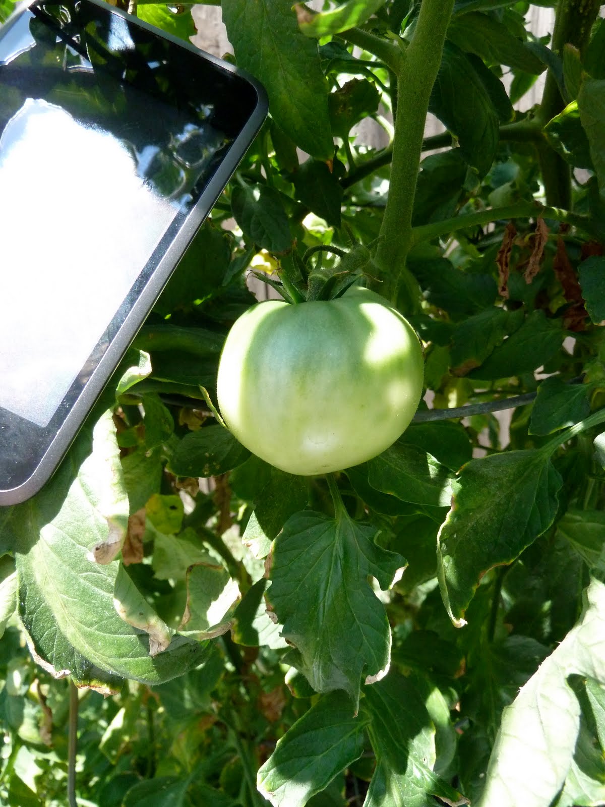 Biology Collection Tomato fruit with fleshy seed