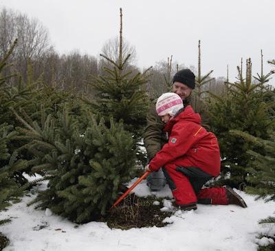 Hangisi Daha Çevreci: Gerçek Bir Yılbaşı Ağacı mı, Suni Olan mı