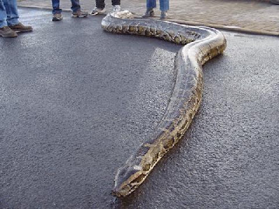 One Cool Picture After Another: Big Bad Ass Snakes