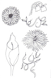 flower draw flowers simple sketches easy drawing sketch drawings clipart creative clip library