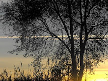 pianta che s'illumina al tramonto