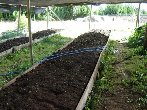 PRODUCTOS OBTENIDOS DE LA LOMBRIZ ROJA CALIFORNIANA: HUMUS DE LOMBRIZ O ...