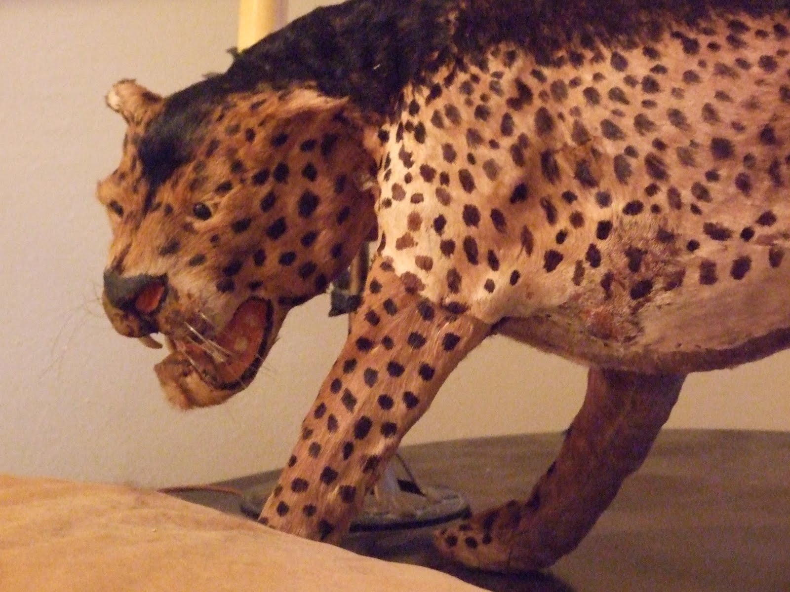 Pandora's Parlor Victorian Mystery Taxidermy Cat