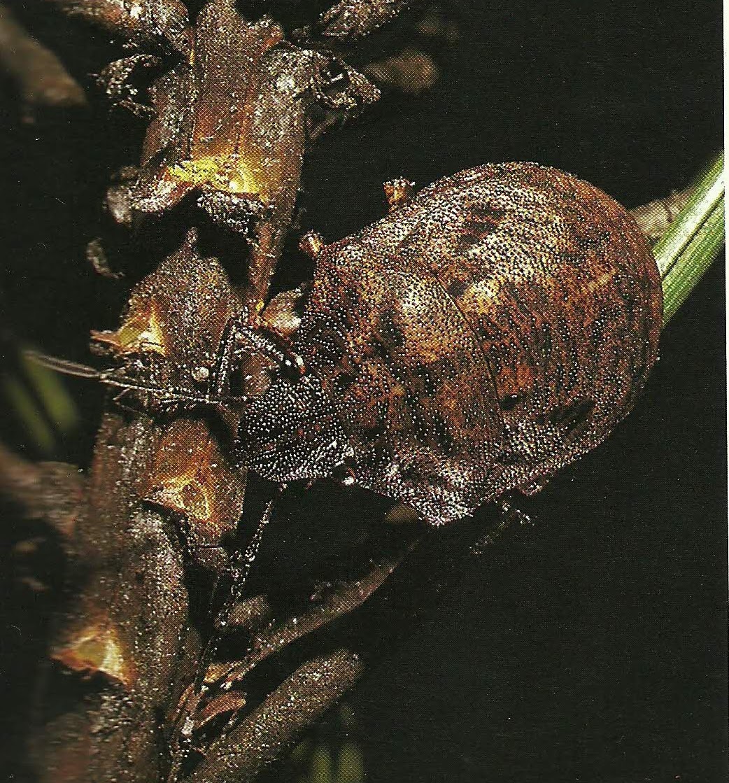 Coscorron Insecto ENTOMOLOGIA FORESTAL RAQUEL: INSECTOS DE CONOS Y SEMILLAS