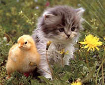 cat and chick