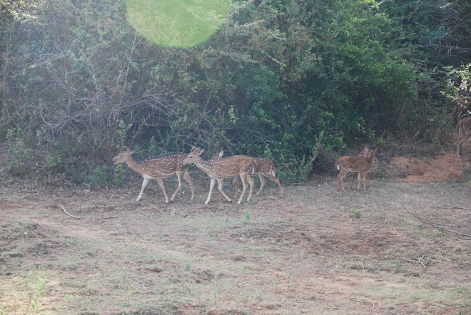 A herd of Spotted deers  in the Park