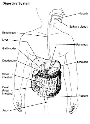 SCHOOL COLLEGE PROJECTS-SEMINARS...: Human Digestive System.