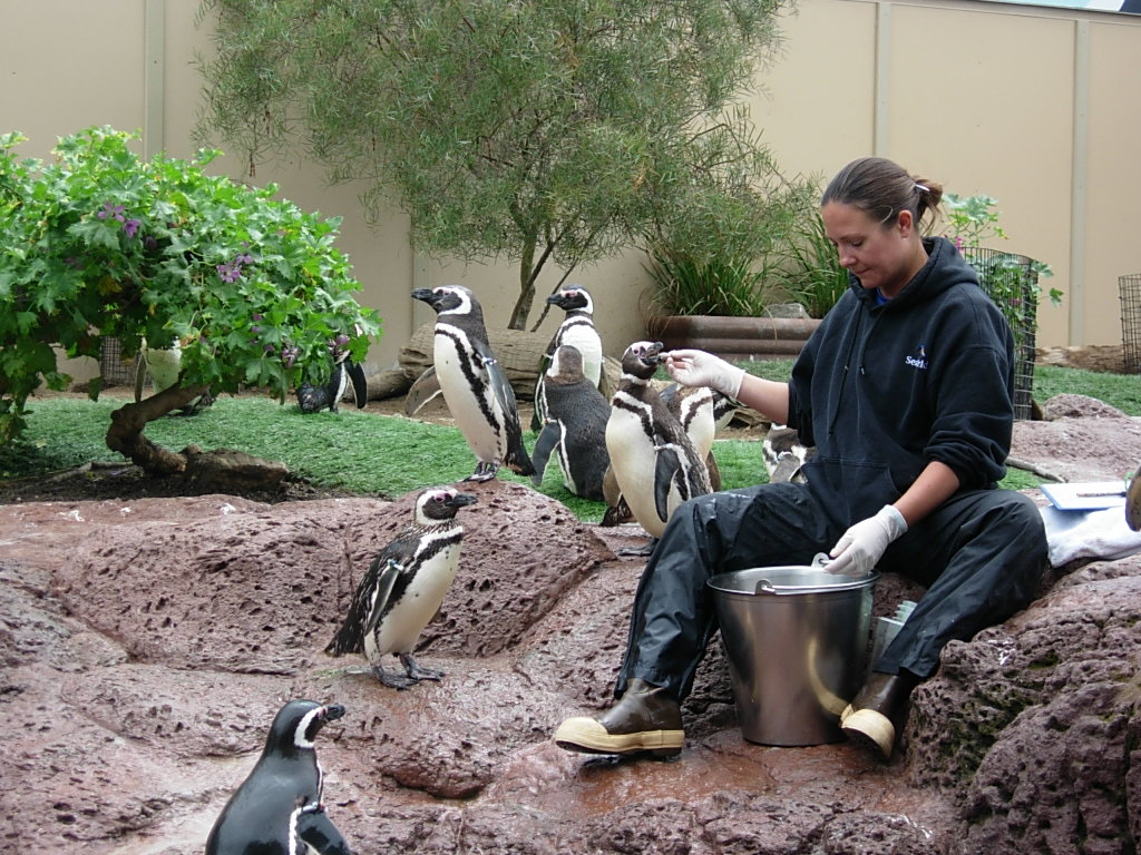 The Dilettante Photographer: Penguin feeding time, Sea World, San Diego