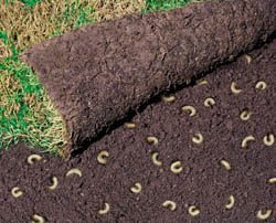 AREAVERDE: Plagas mas comunes en césped