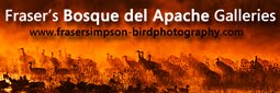 Bosque del Apache Galleries