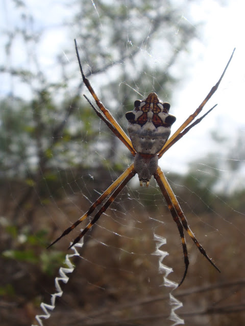 Arañas de Tamaulipas, Mexico.