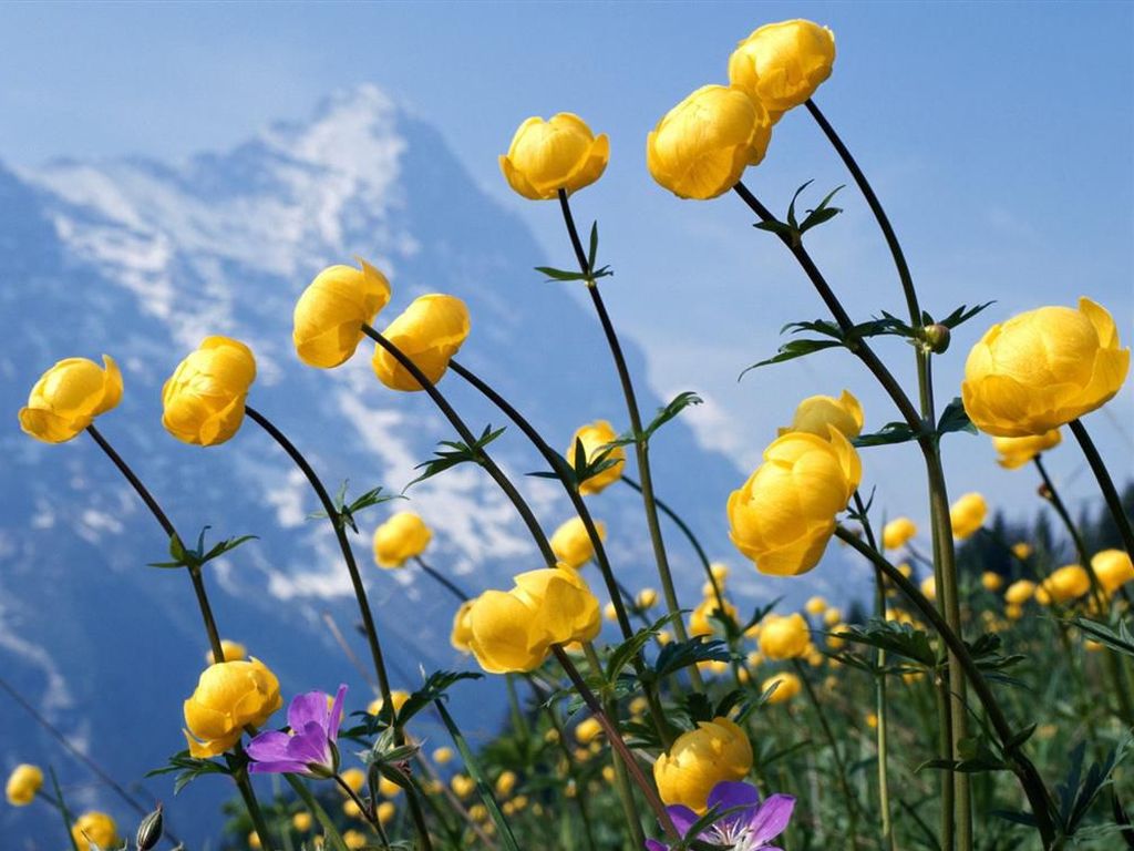 [pictures-of-flowers-alpine-flower.jpg]