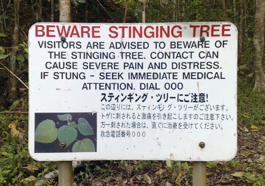 [stinging+tree.jpg]