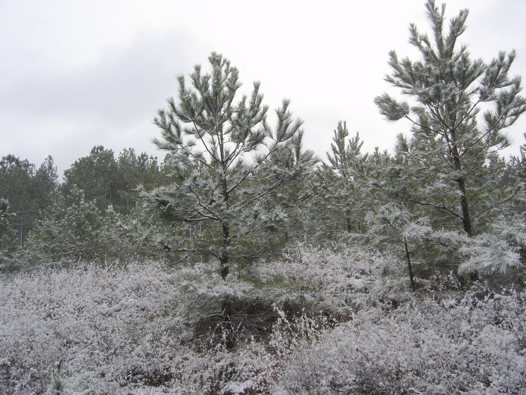 The Queen of Seaford Christmas Snow in South Carolina