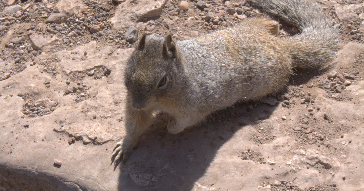 Two variates of rock pocket mouse - hoolifaq