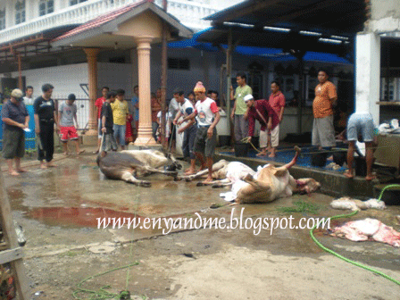 [1-sapi3.gif]
