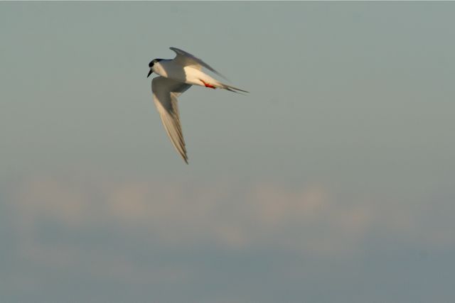 [Forster's+Tern+wheeling.jpg]