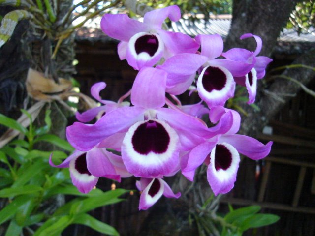 [Orquideas+da+Bebé.jpg]